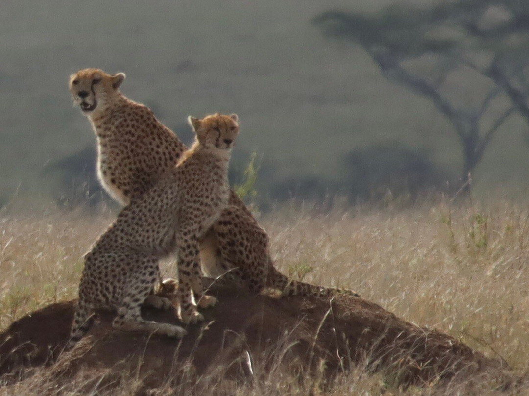 Tansania Reiseabenteuer SDL GmbH-柏林必去景点