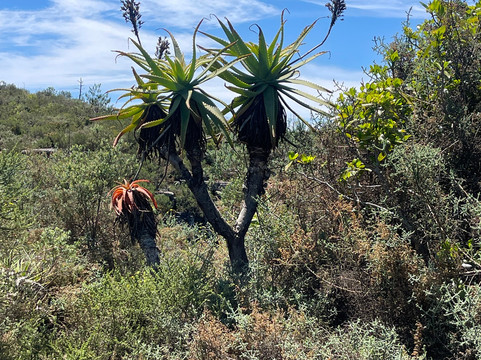 Rhythm Africa Tours and Safaris-白河必去景点