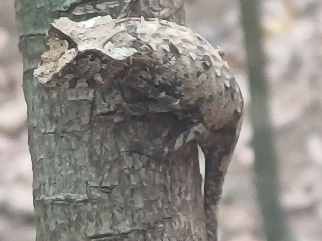 Lokobe Nature Special Reserve-诺西贝必去景点