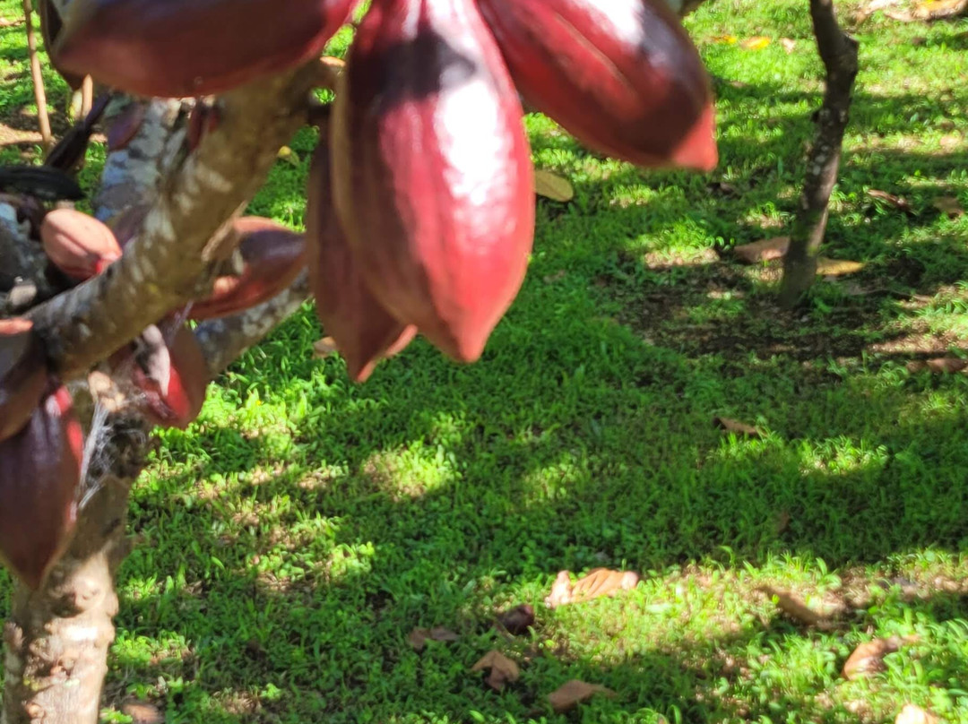 Honokaa Chocolate Co-霍诺卡阿必去景点