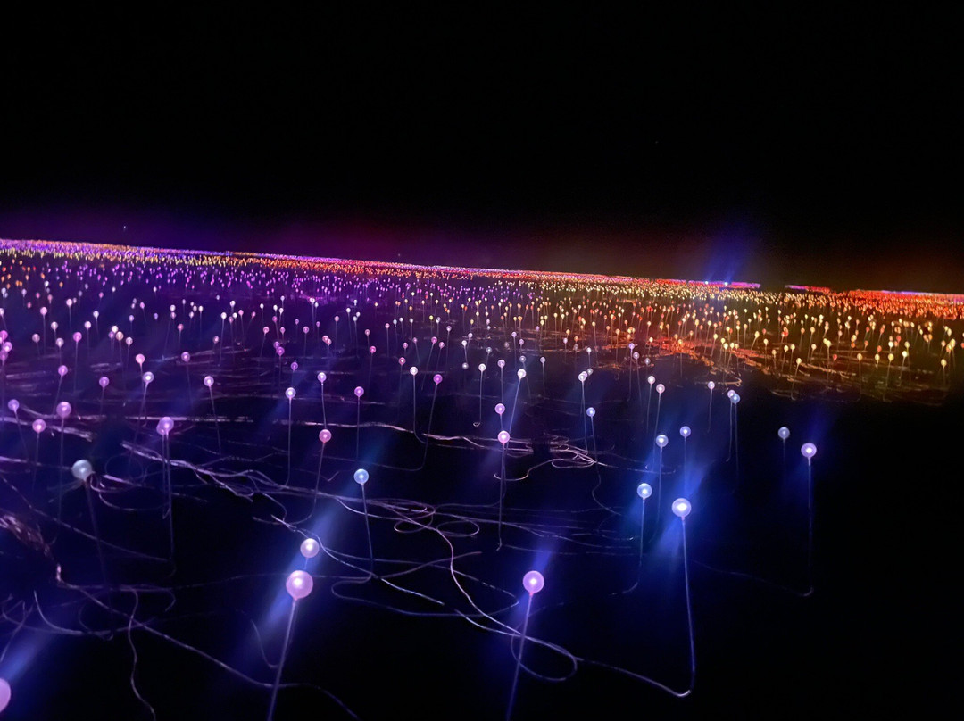 Field of Light-乌鲁鲁-卡塔丘塔国家公园必去景点
