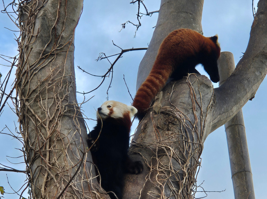 Welsh Mountain Zoo-科尔温湾必去景点