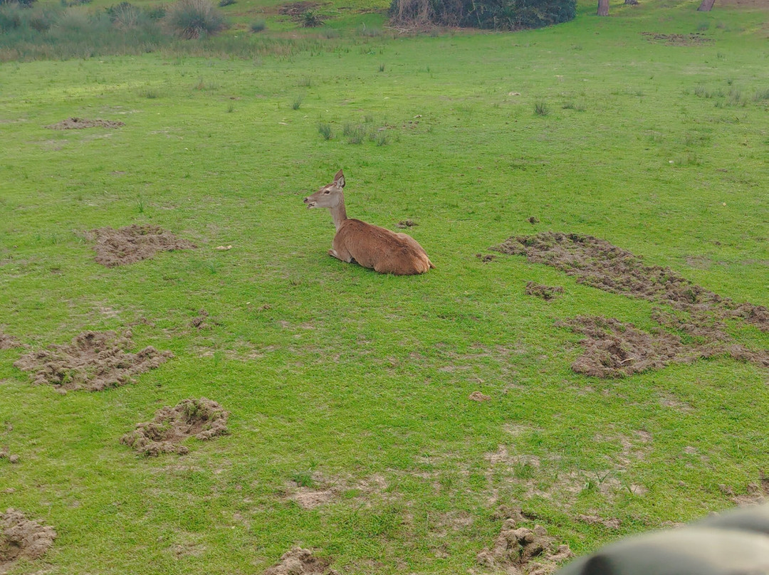 Donana Visitas-El Rocio必去景点