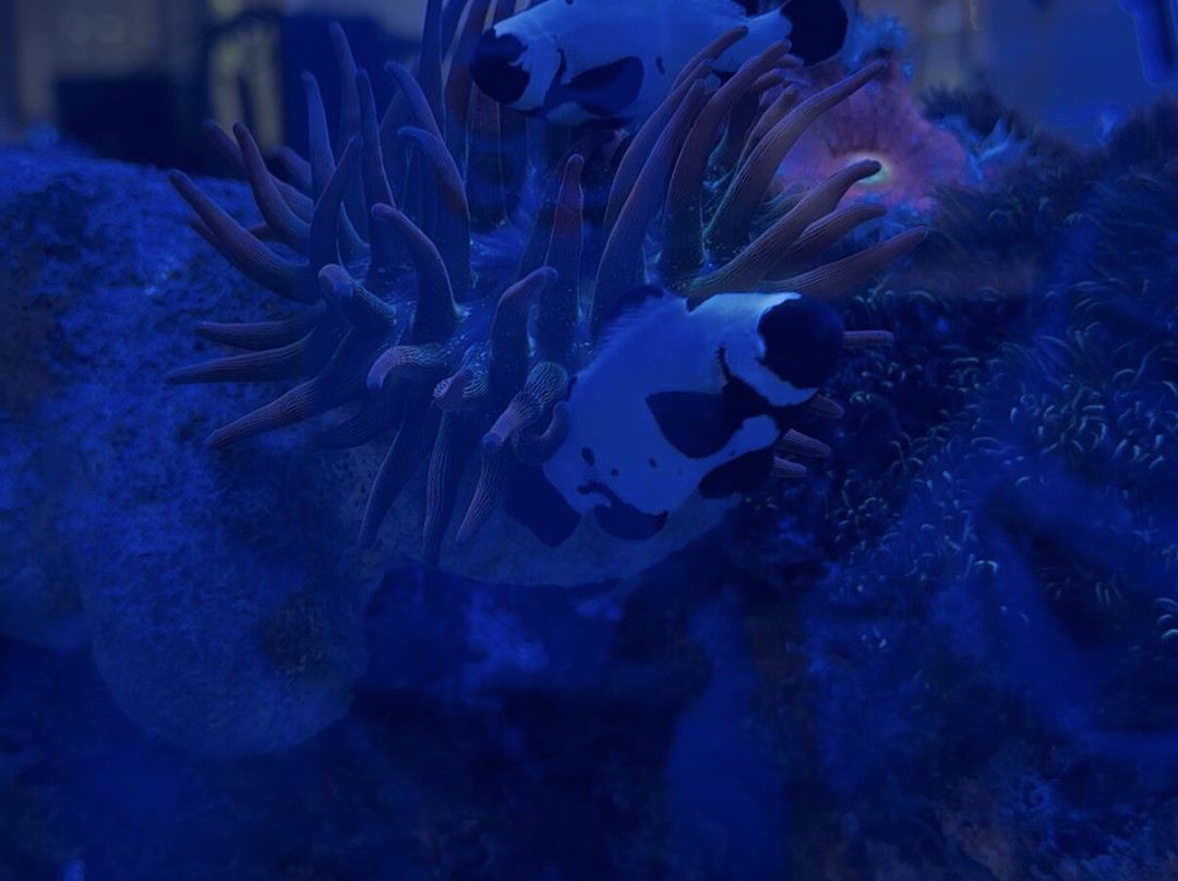 Boca Aquarium-博卡拉顿必去景点