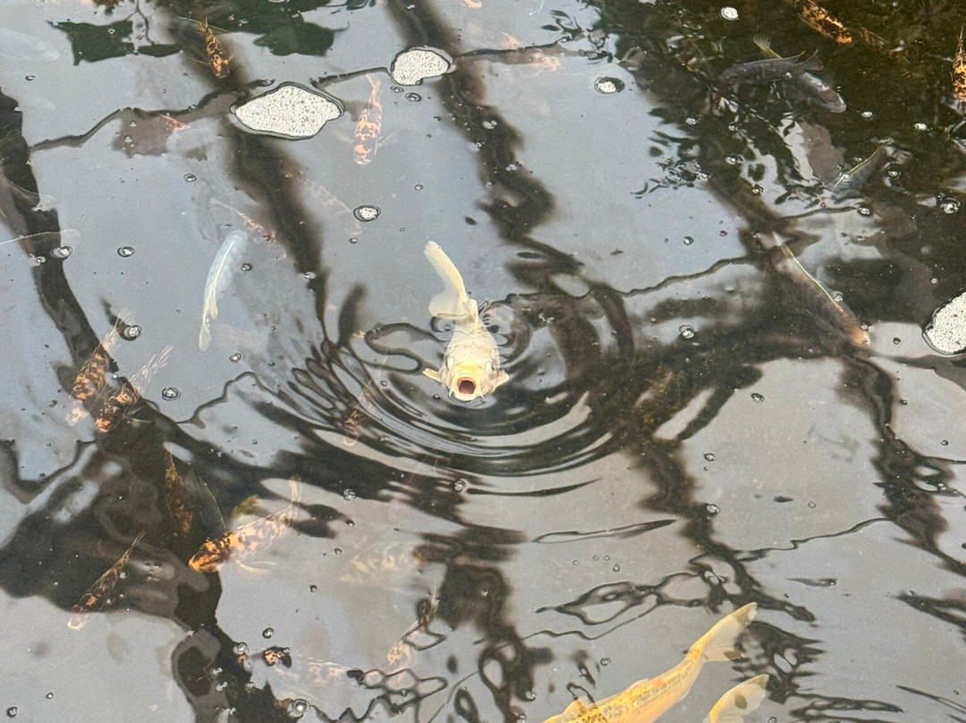 贝纳尔马德纳蝴蝶公园-班纳玛德纳必去景点