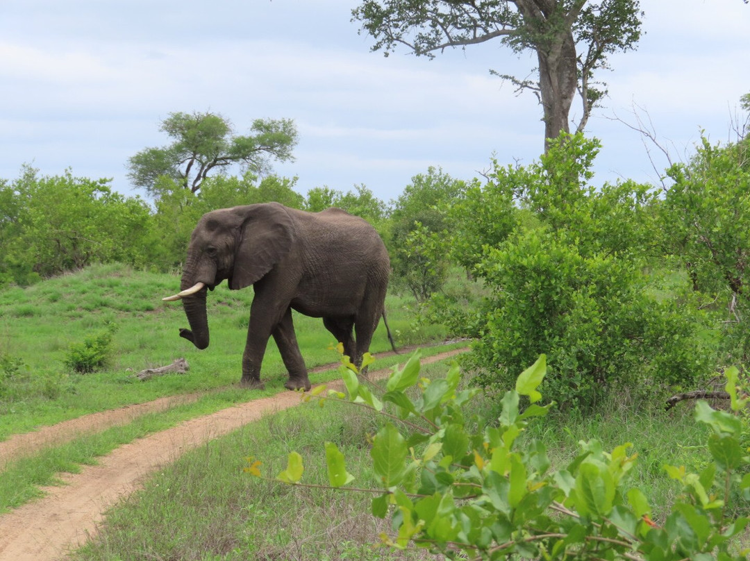 Go Safari-约翰内斯堡必去景点