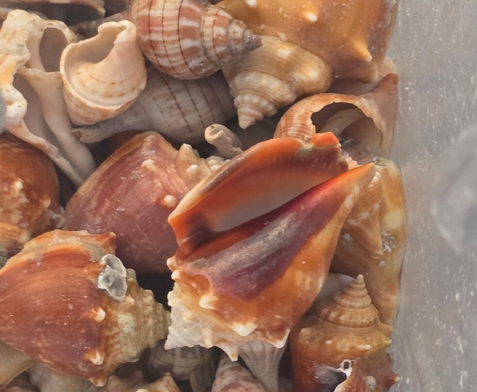 South Marco Beach-马可岛必去景点