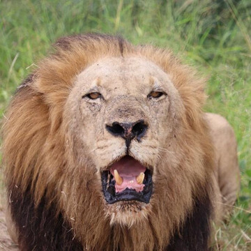 Maputo Express Tours