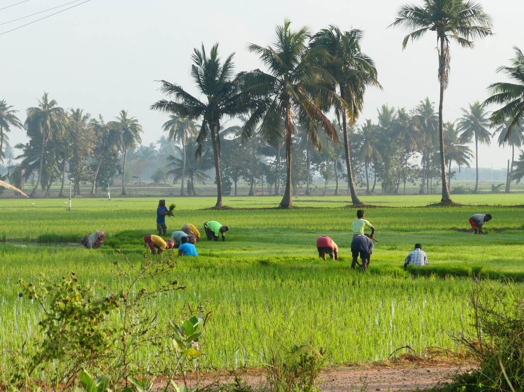 Paddy Homestay主图