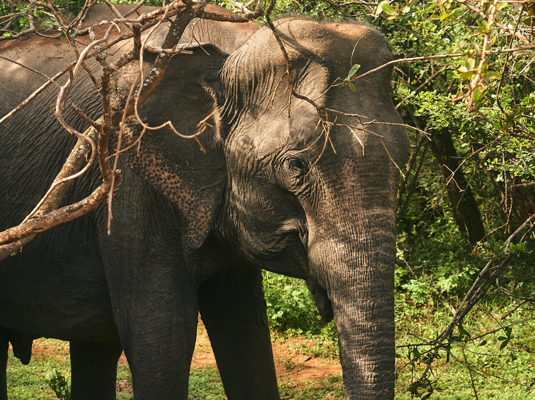 Ceylon Safari Tours-蒂瑟默哈拉默必去景点