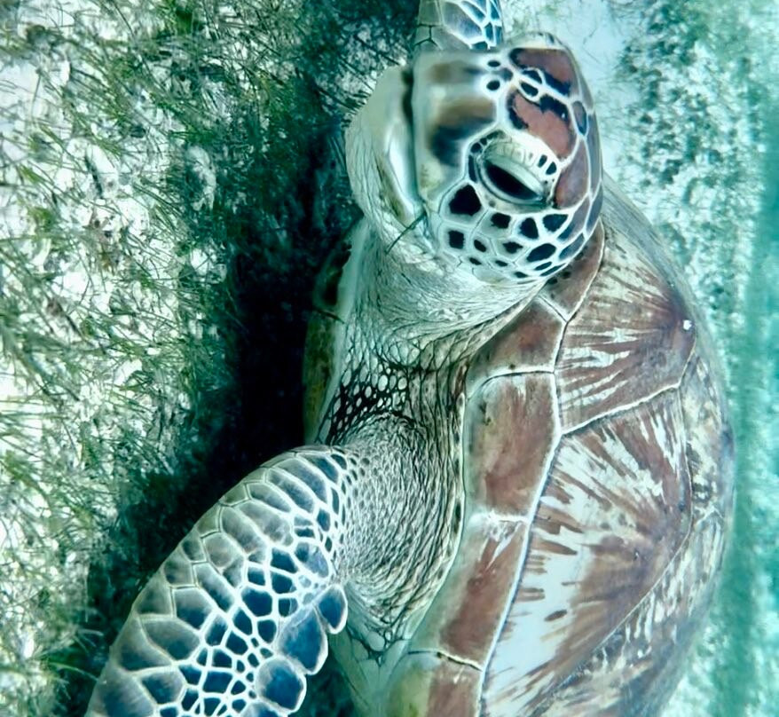 The Pearl Cruise-贝尔欧布莱必去景点