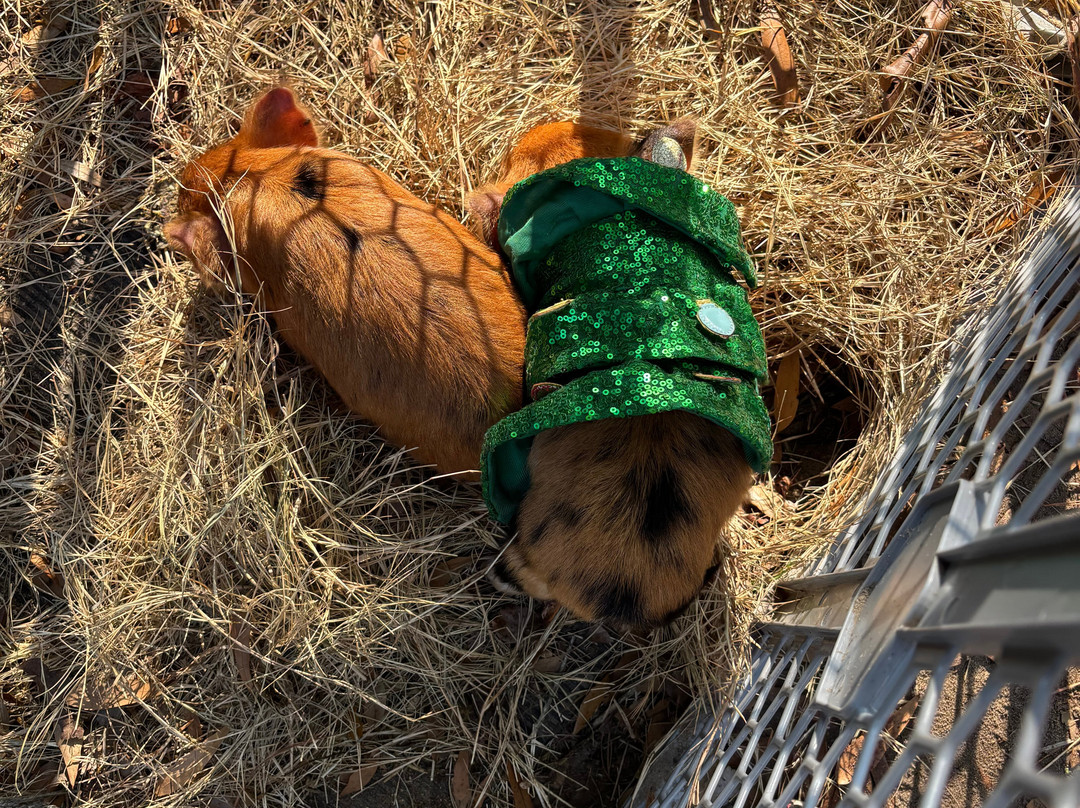 Redemptive Love Farm-Miccosukee必去景点