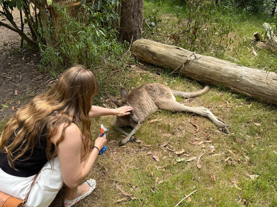 Potoroo Palace-梅林布拉必去景点