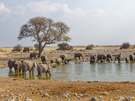 Okaukuejo waterhole-纳米比亚埃托沙国家公园必去景点