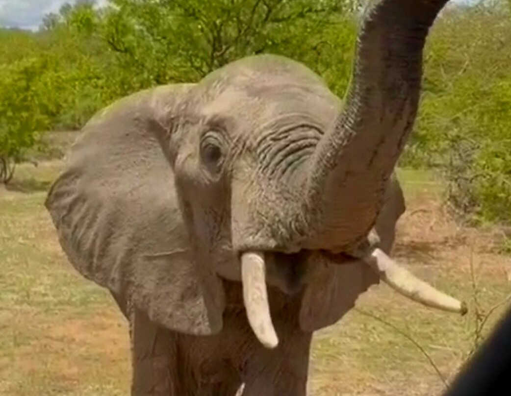 African Ratel Safari-Dar es Salaam必去景点