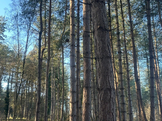 Delamere Forest-Delamere必去景点