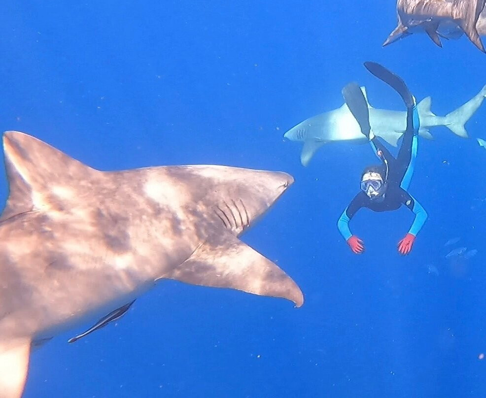 Shark Addicts-朱庇特必去景点