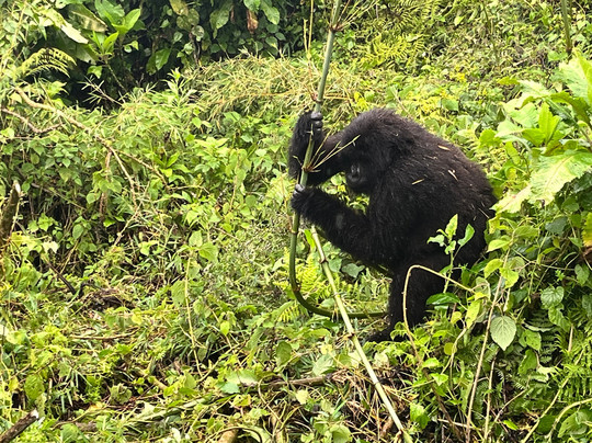 Active African Vacations-坎帕拉必去景点
