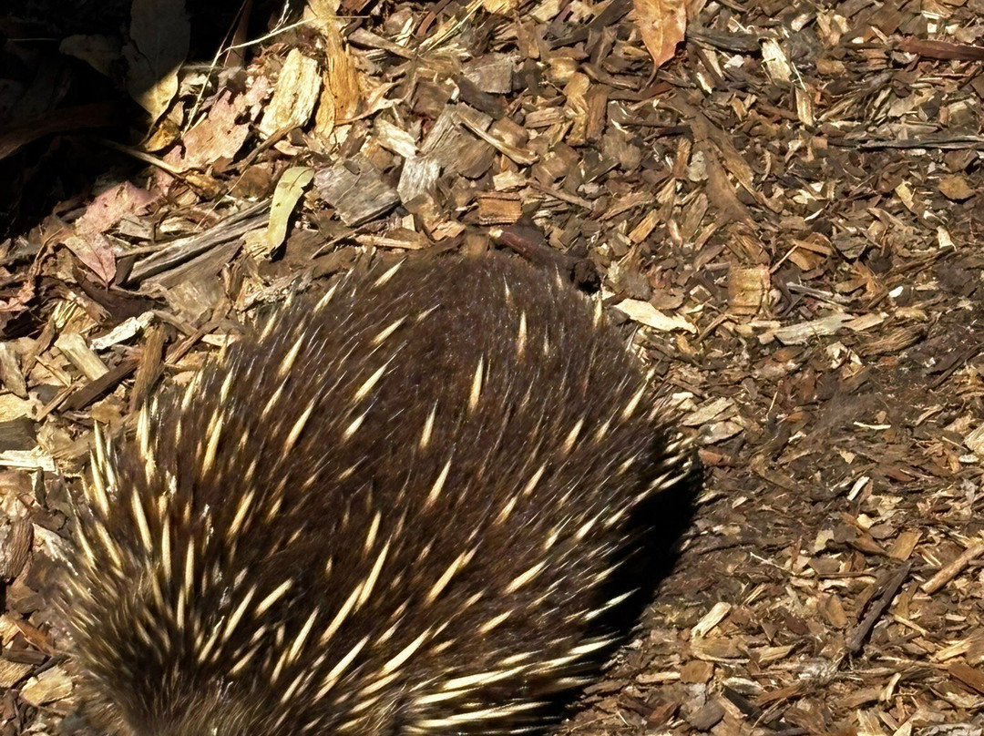 波诺朗野生动物园-Brighton必去景点
