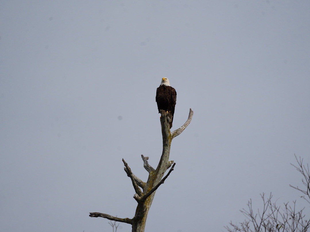 Airboat And Gator Charters-De Leon Springs必去景点
