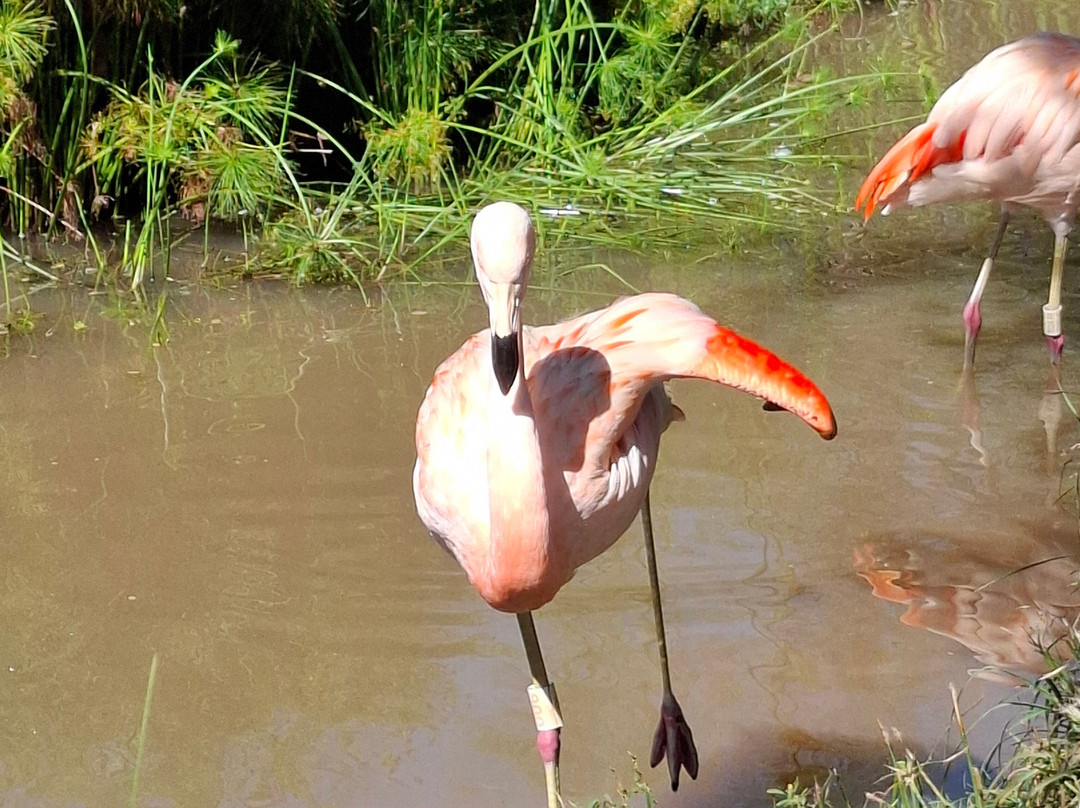 Foz Eco Park Zoo-伊瓜苏必去景点