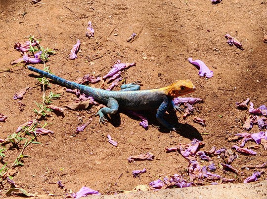 nomade SAFARI-蒙巴萨必去景点