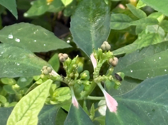 Mayan Bee Sanctuary-San Miguel de Cozumel必去景点