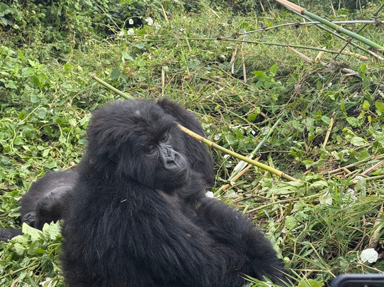 Rwanda Gorilla Trek - Day Tours-Huye必去景点