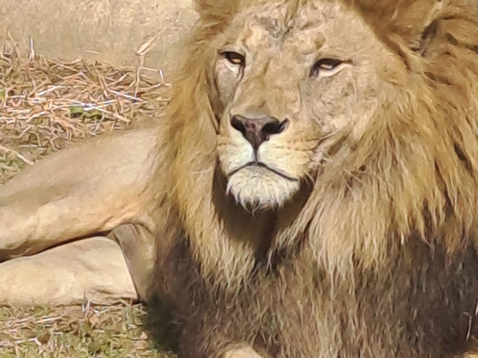 Chiba Zoological Park-千叶市必去景点