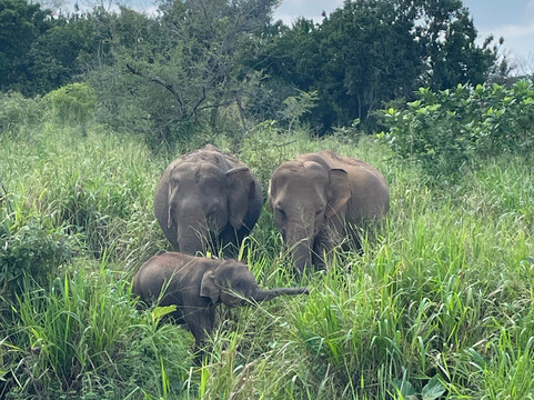 Travel With Udi Sri Lanka-加勒必去景点