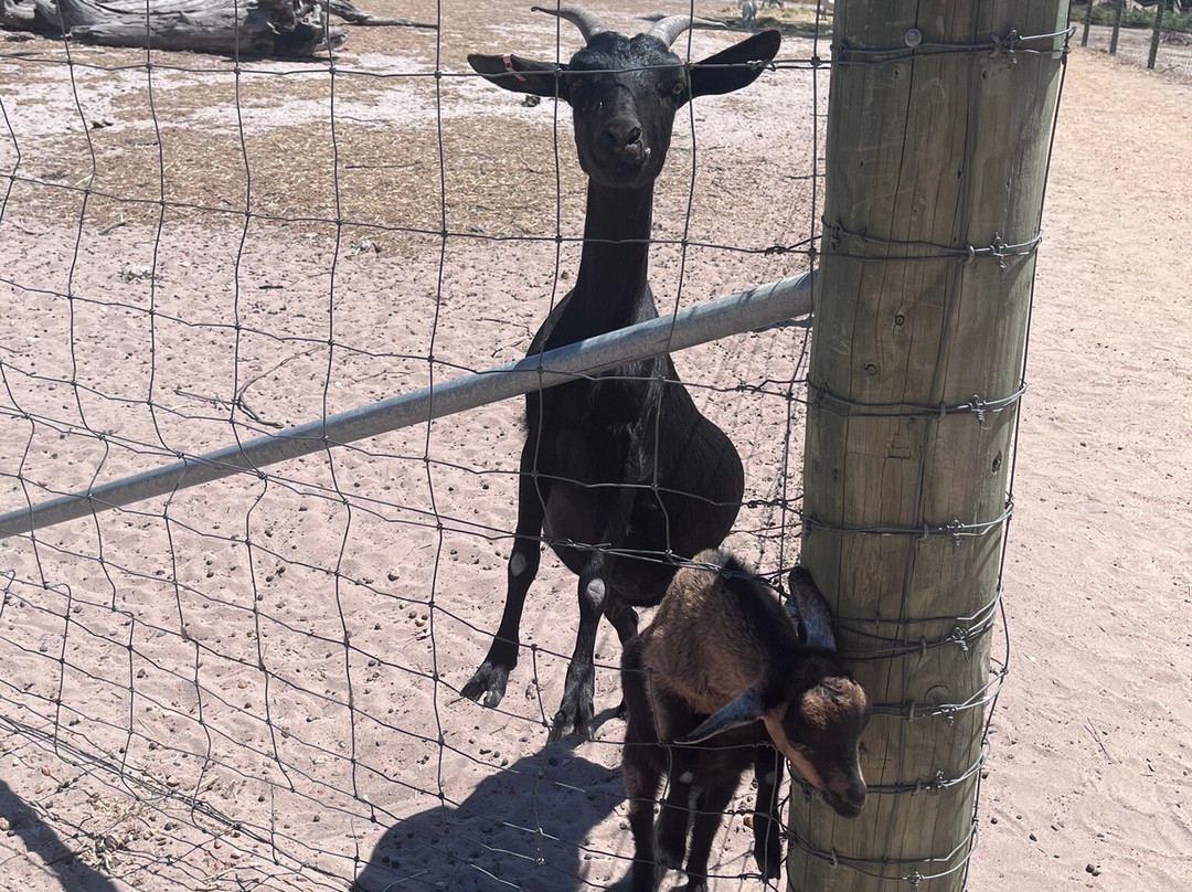 Halls Gap Zoo-贺思盖必去景点