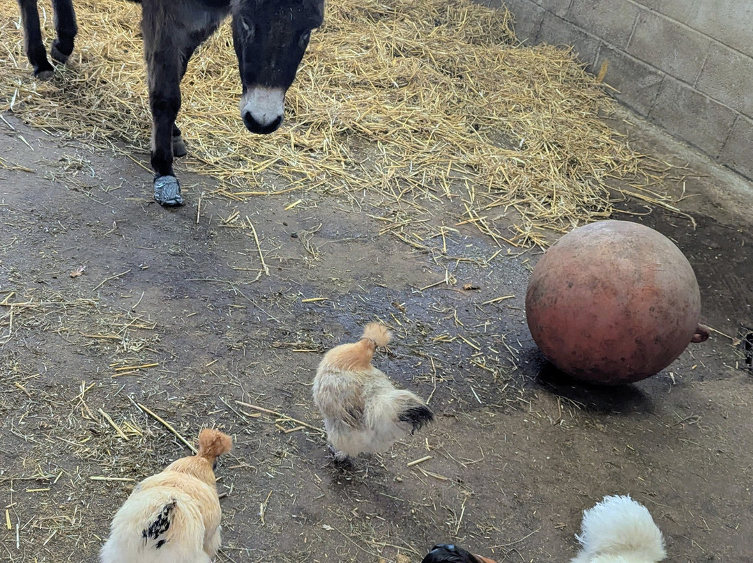 Cefn Mably Farm Park-卡迪夫必去景点