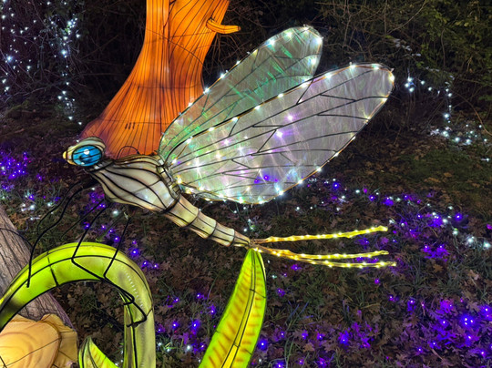 Beekse Bergen - Light Safari-希尔法伦贝克必去景点