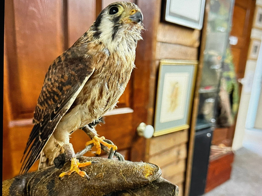 Riverside Falconry-纽卡斯尔必去景点