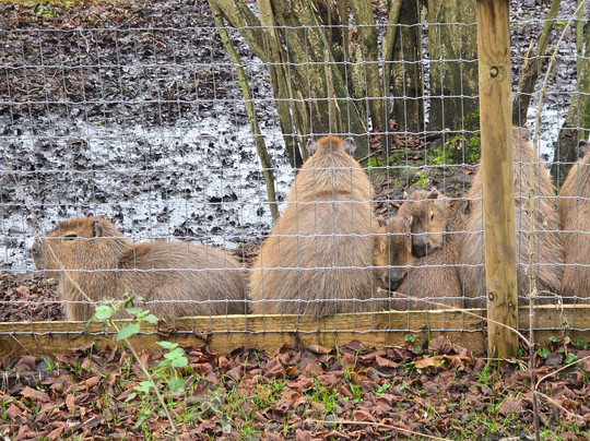 Jimmy's Farm & Wildlife Park-伊普斯威奇必去景点
