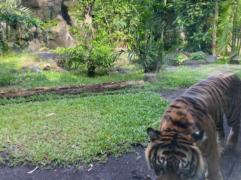 Reddog Bali Tours-库塔必去景点