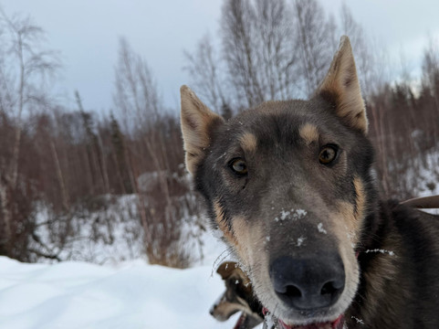 The Alaska Dogstead Mushing Company-Big Lake必去景点