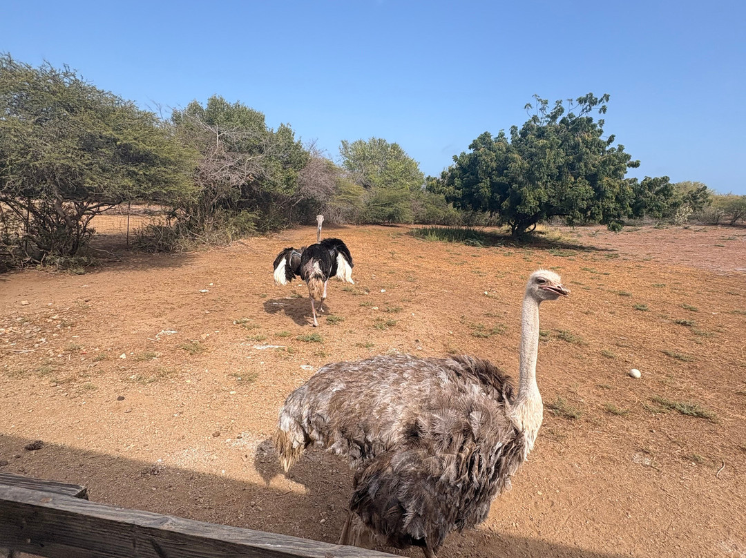 Curacao Ostrich Farm-库拉索必去景点