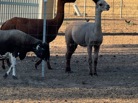 山景农家乐主图