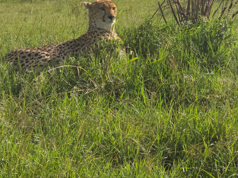 Sunnycreek Safaris-内罗毕必去景点