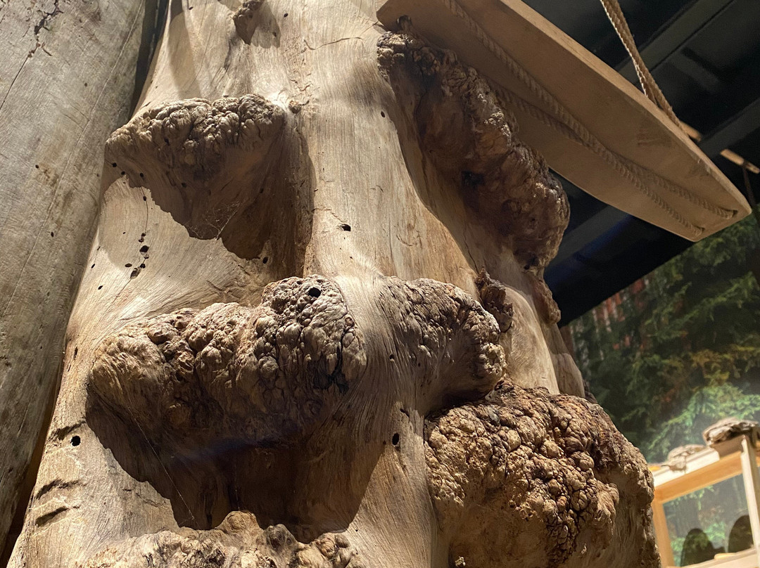 Muzeum Kultury Bartniczej-Augustow必去景点