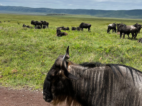 Lomo Tanzania Safari-阿鲁沙必去景点