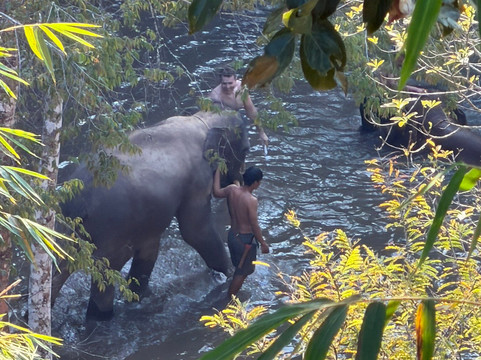 Elephant Freedom Village-清迈必去景点