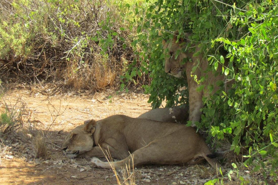 Rhino Africa Safaris-开普敦中心区必去景点