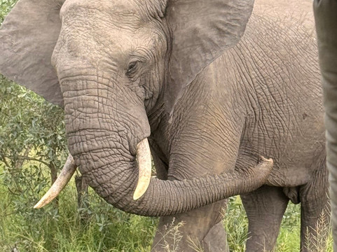 African Travel Consultants-Sabie Park必去景点