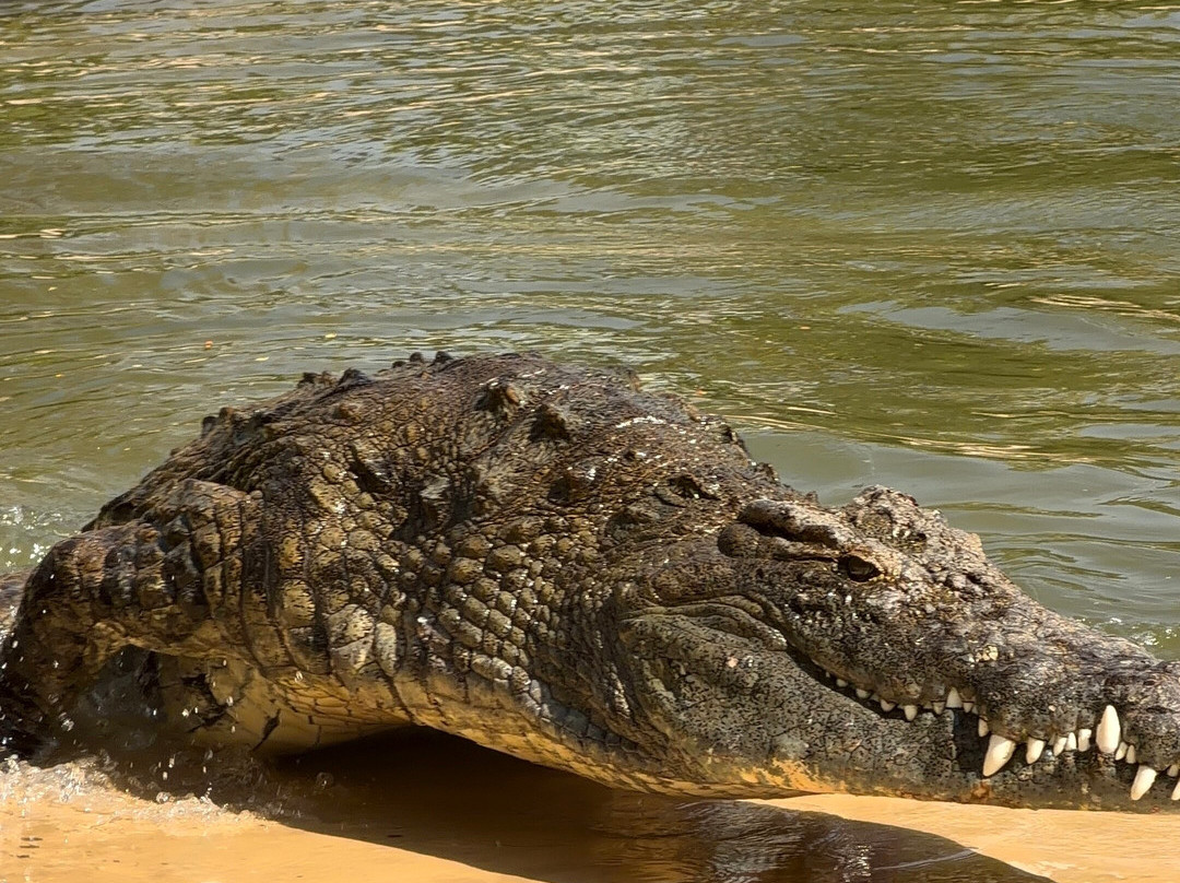 Dubai Crocodile Park-迪拜必去景点
