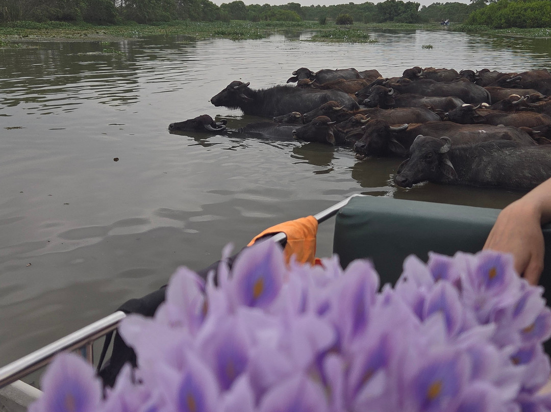 Kalametiya Lagoon Safari-Hungama必去景点