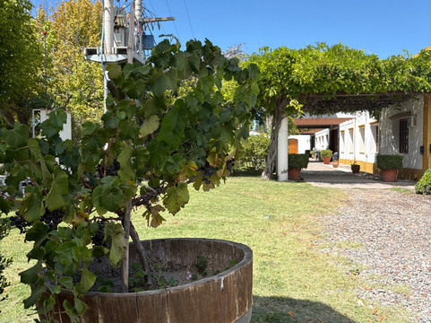 Bodega Alfredo Roca-圣拉斐尔必去景点