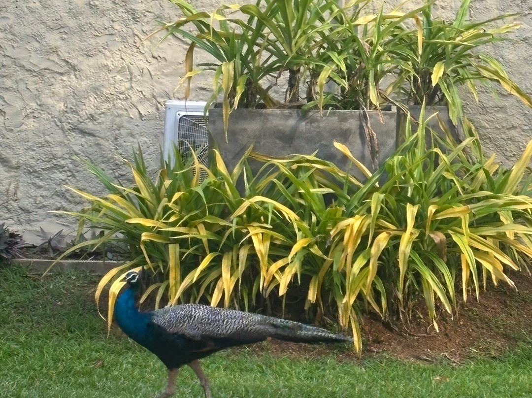 斯蒂哈尔帕阿育吠陀度假村 - 餐点全包/阿育吠陀疗法/瑜珈主图