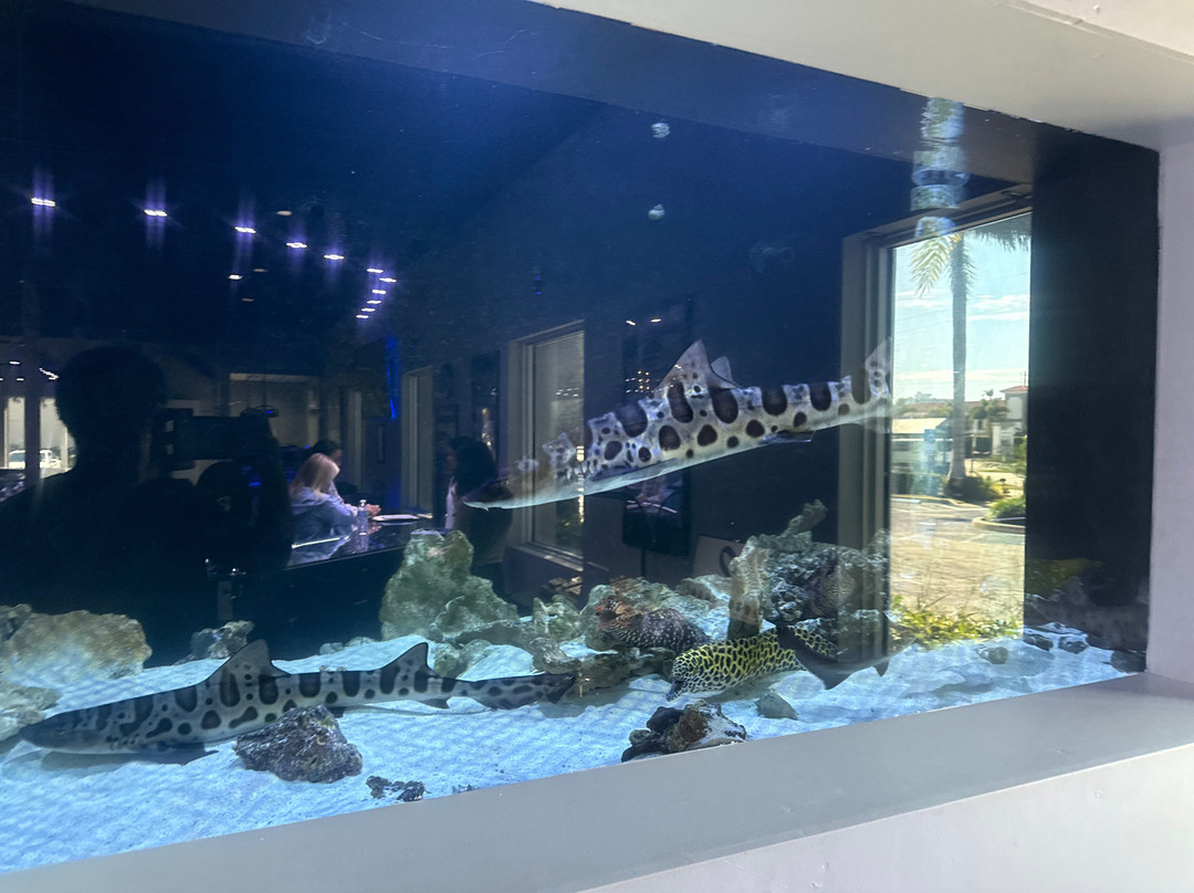 Boca Aquarium-博卡拉顿必去景点